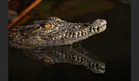 Nilkrokodil (Crocodylus niloticus)