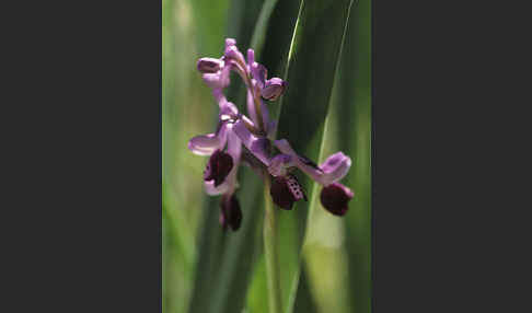 Langsporniges Knabenkraut (Orchis longicornu)