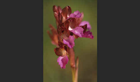 Schmetterlings-Knabenkraut (Orchis papillonacea sspec. Grandiflora)