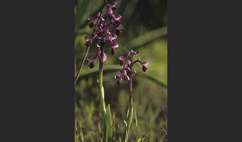 Langsporniges Knabenkraut (Orchis longicornu)