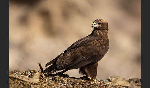 Steppenadler (Aquila nipalensis)