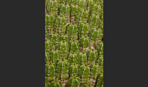 Vierkantige Euphorbie (Euphorbia echinus)