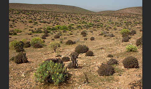 Baum-Wolfsmilch (Euphorbia dendroides)