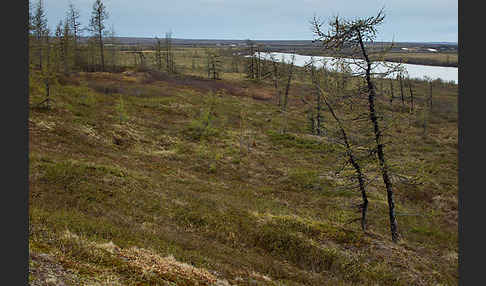 Sibirische Lärche (Larix sibirica)