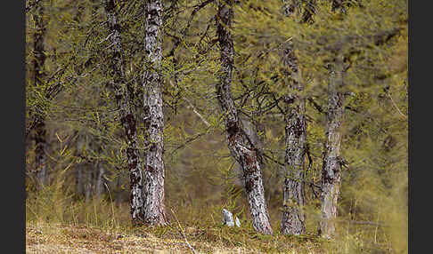 Sibirische Lärche (Larix sibirica)