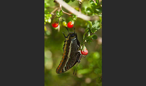 Erdbeerbaumfalter (Charaxes jasius)