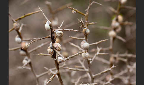 Sparriger Bocksdorn (Lycium intricatum)