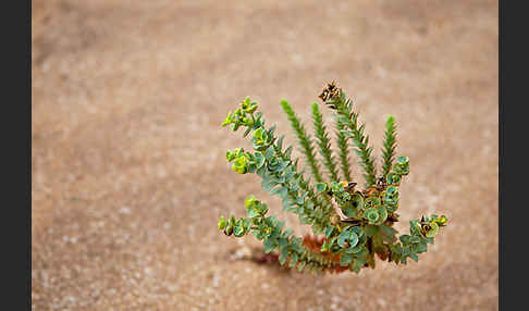Euphorbia paralias (Strand-Wolfsmilch)