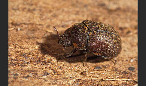 Schwarzbrauner Kurzschröter (Aesalus scarabaeoides)