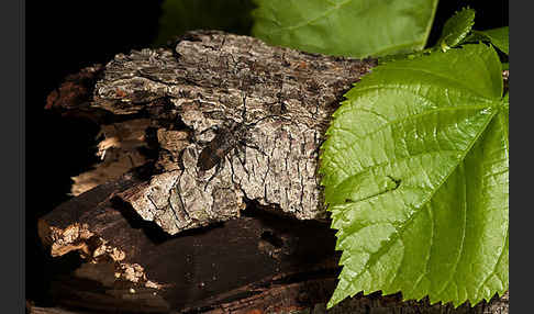 Lindenbock (Oplosia fennica)