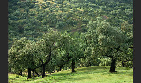 Steineiche (Quercus ilex)