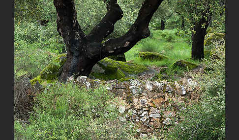 Kork-Eiche (Quercus suber)