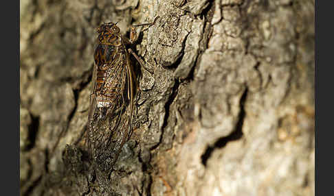 Mannasingzikade (Cicada orni)