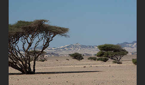 Sahara-Akazie (Acacia raddiana)