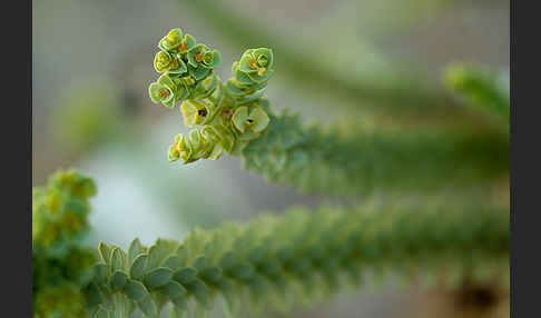 Euphorbia paralias (Strand-Wolfsmilch)