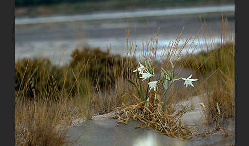 Dünen-Trichternarzisse (Pancratium maritimum)