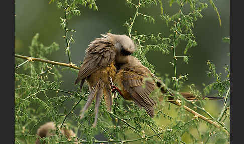 Braunflügel-Mausvogel (Colius striatus)