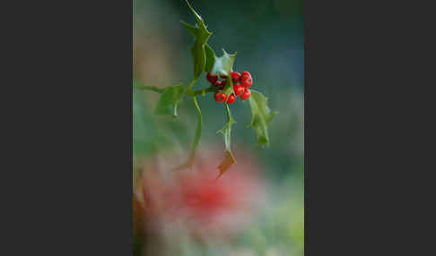 Stechpalme (Ilex aquifolium)