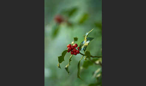 Stechpalme (Ilex aquifolium)