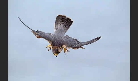 Wüstenfalke (Falco pelegrinoides)