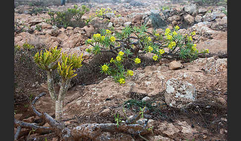 Stumpfblättrige Wolfsmilch (Euphorbia obtusifolia)
