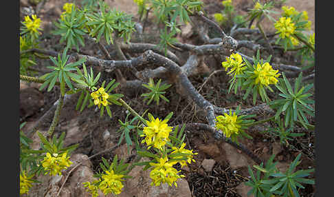 Stumpfblättrige Wolfsmilch (Euphorbia obtusifolia)