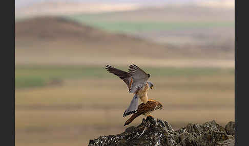 Rötelfalke (Falco naumanni)