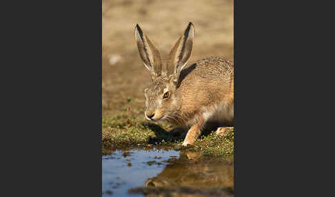 Iberischer Hase (Lepus granatensis)