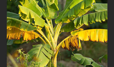Banane (Musa spec.)