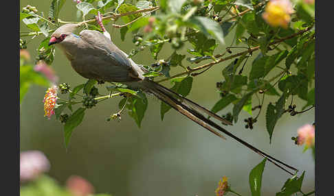 Blaunacken-Mausvogel (Urocolius macrourus)
