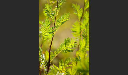 Rainfarn (Tanacetum vulgare)