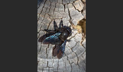 Große Holzbiene (Xylocopa violacea)