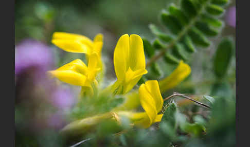 Stängelloser Tragant (Astragalus exscapus)
