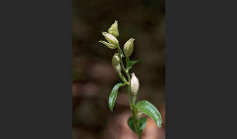 Bleiches Waldvögelein (Cephalanthera damasonium)