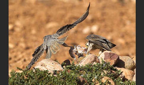 Lannerfalke sspec.1 (Falco biarmicus erlangeri)