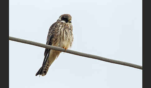Rotfußfalke (Falco vespertinus)