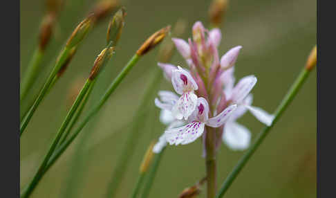 Geflecktes Knabenkraut (Dactylorhiza maculata)