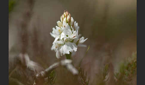 Geflecktes Knabenkraut (Dactylorhiza maculata)