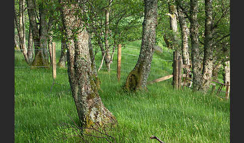 Moor-Birke (Betula pubescens)