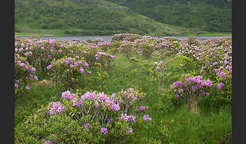 Pontische Alpenrose (Rhododendron ponticum)