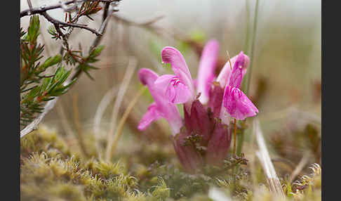 Wald-Läusekraut (Pedicularis sylvatica)