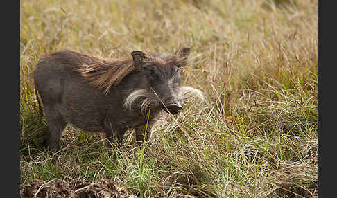 Warzenschwein (Phacochoerus africanus)