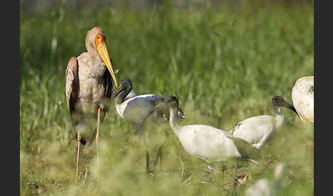 Nimmersatt (Mycteria ibis)
