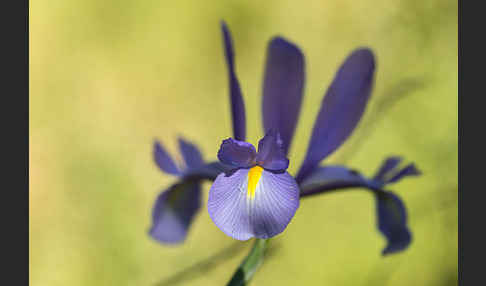 Spanische Schwertlilie (Iris xiphium)