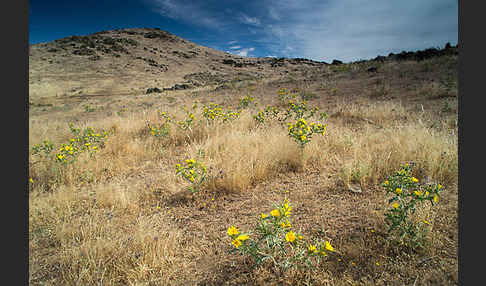 Spanische Golddistel (Scolymus hispanicus)