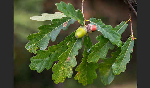 Trauben-Eiche (Quercus petraea)