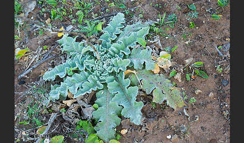 Gewelltblättrige Königskerze (Verbascum undulatum)