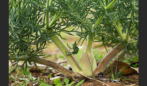Gemeines Rutenkraut (Ferula communis)