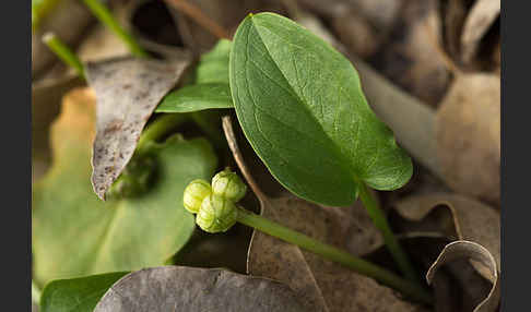 Krummstab (Arisarum vulgare)