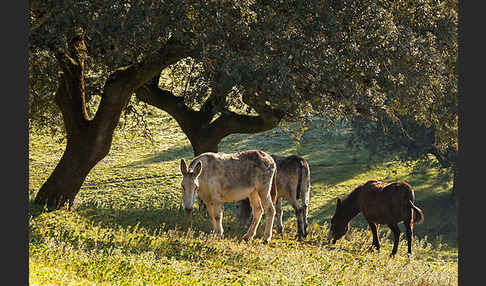 Hausesel (Equus asinus)
